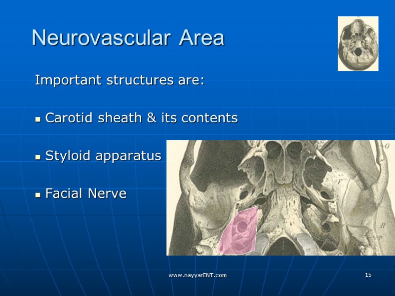 Neurovascular Area Important structures are:   Carotid sheath & its contents  